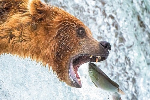 Nature: Images of Landscapes, Flora and Fauna